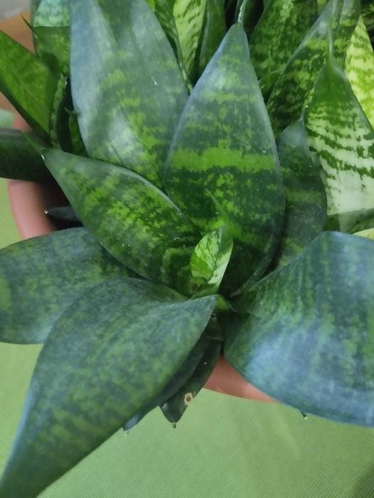 Сансевиерия (Sansevieria) Ханни