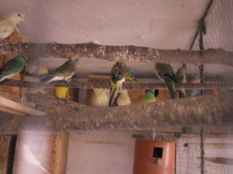 papagali mai multe feluri