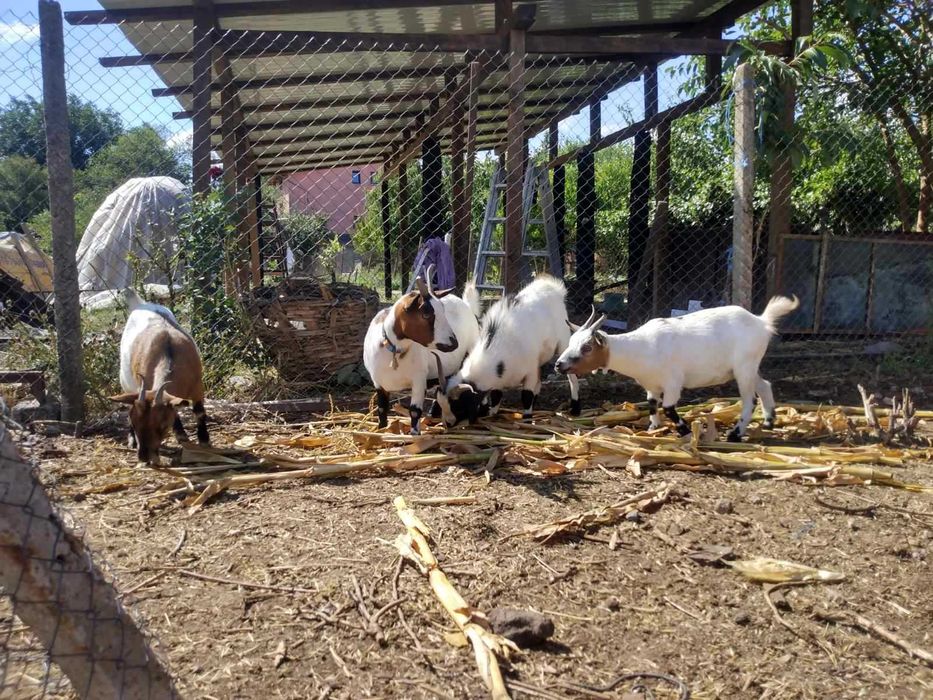 Холандски мини козички