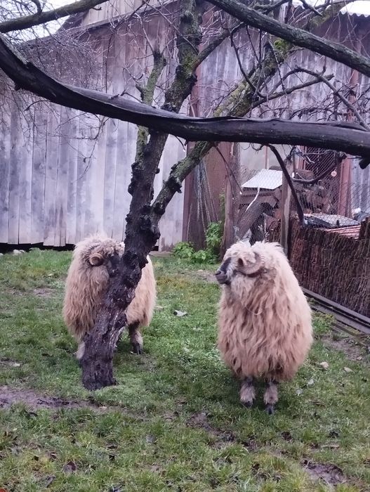 Vând berbeci mior și stramior