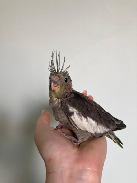 Птенцы корелл для обучения