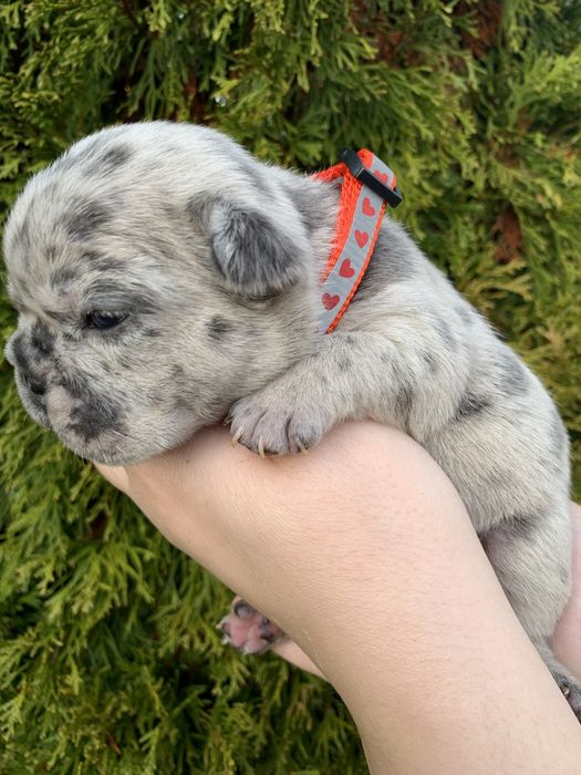 Френски Булдог French Bulldog Blue и Blue Merlle