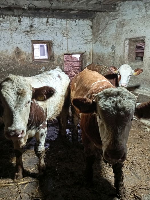 Vând 6 viței de 280_300 kg