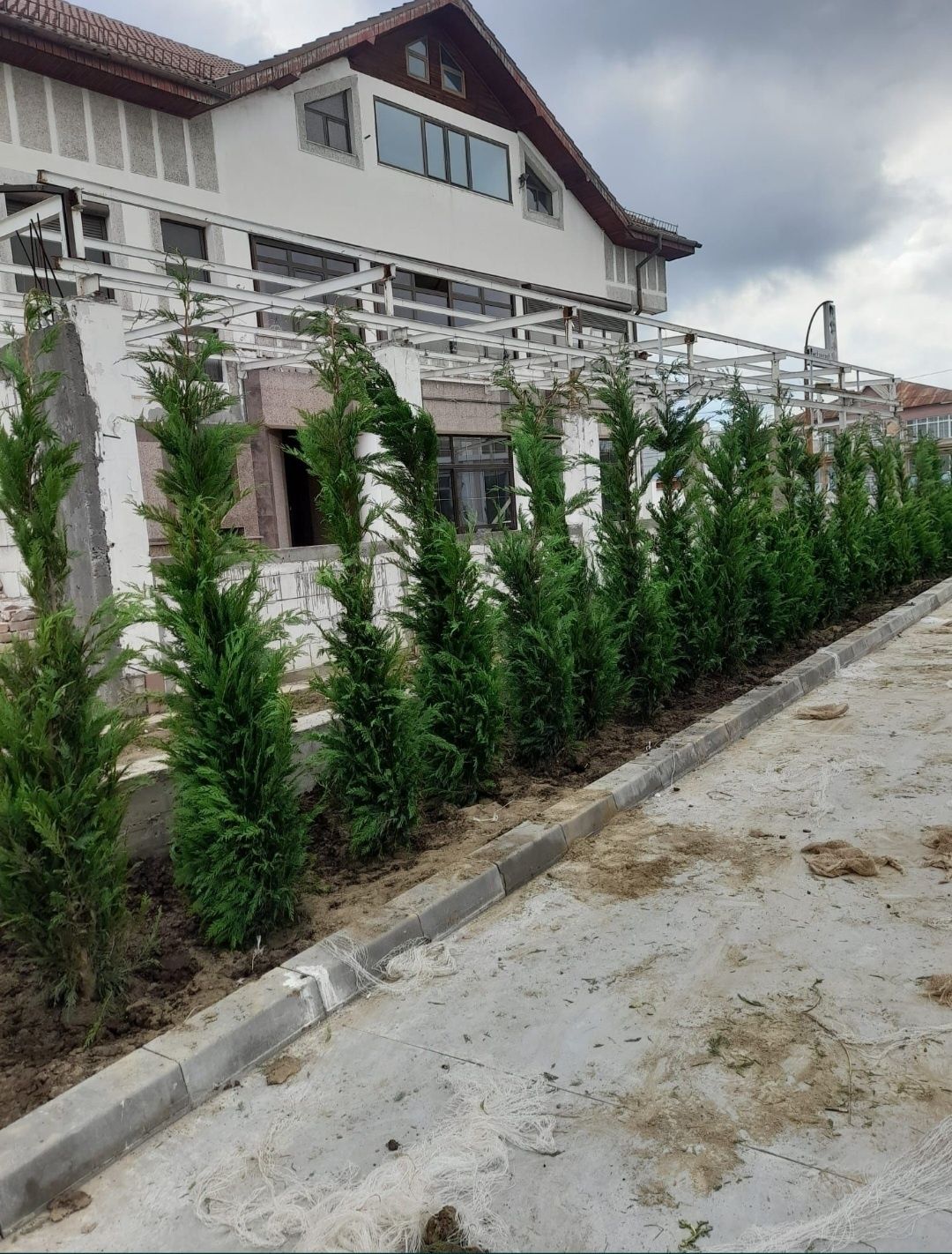 Leylandii 2.3m - 2.5m/ calitate premium/ la cel mai mic preț