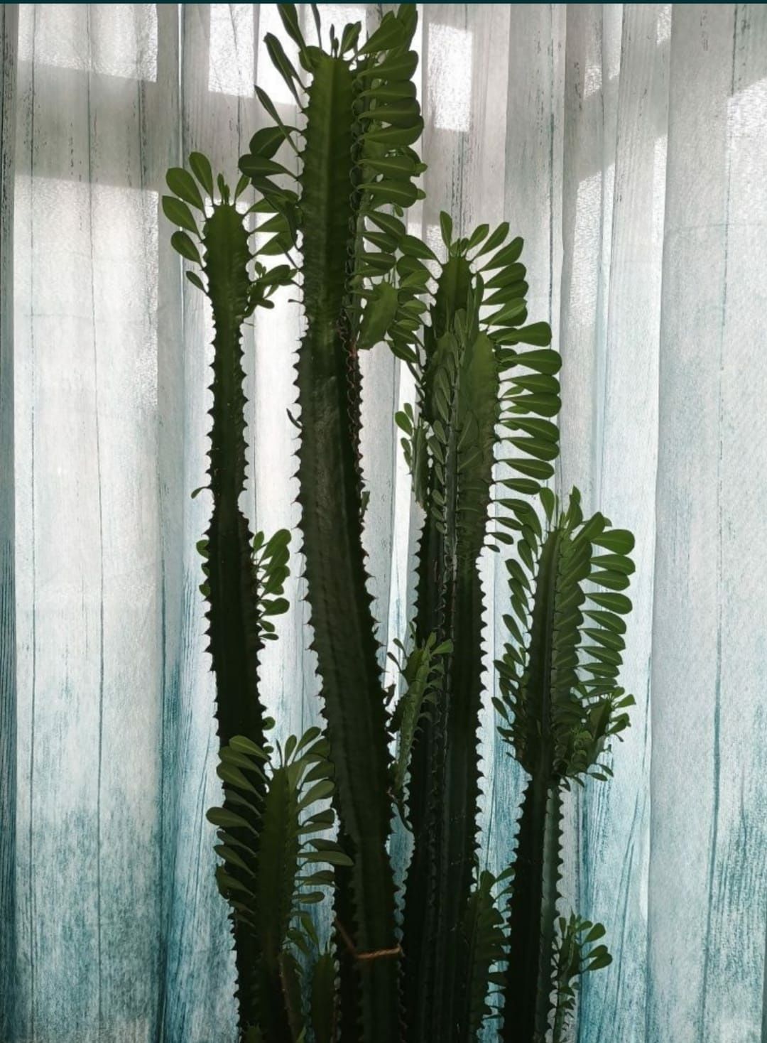 Cactus Euphorbia