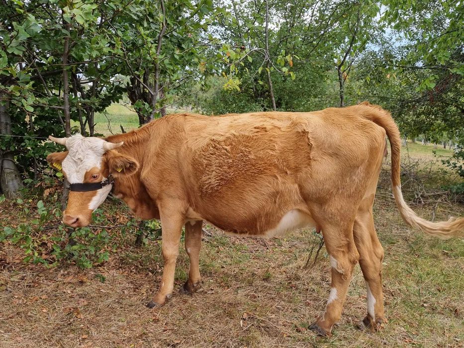 Vaca de vânzare, balțata românească