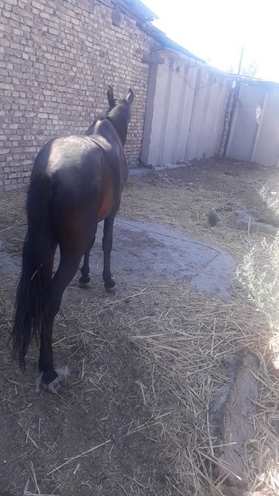 Жағдайы жақсы жылқы сатылады