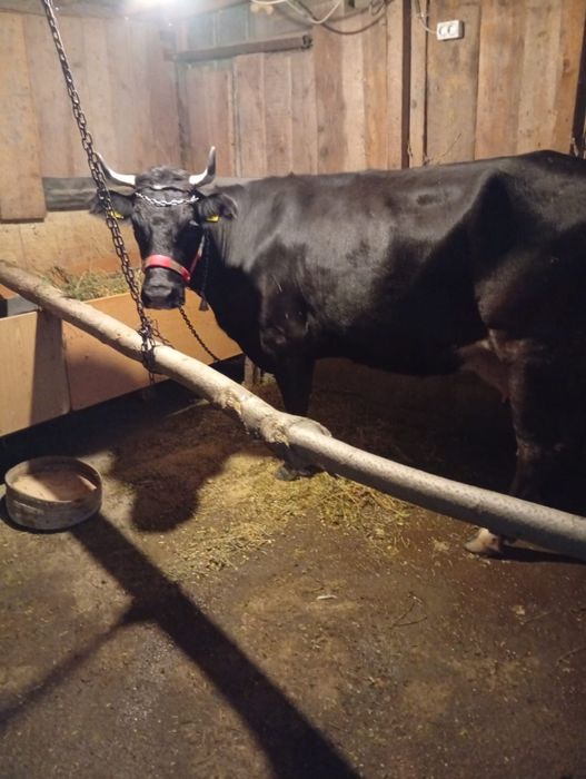 Vacă Preț 65 milioane preț fix