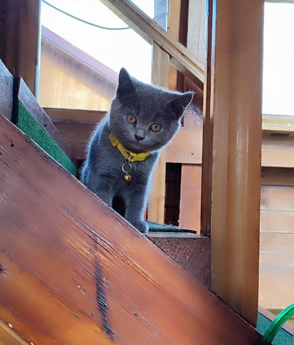 Pui British Shorthair