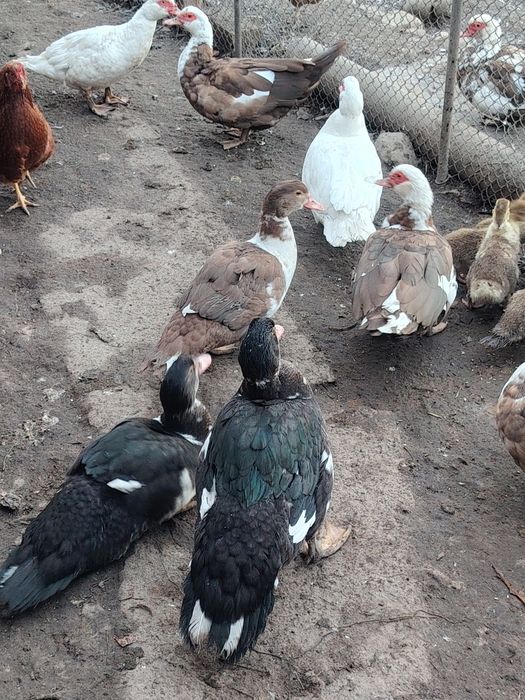 Продам индоуток.