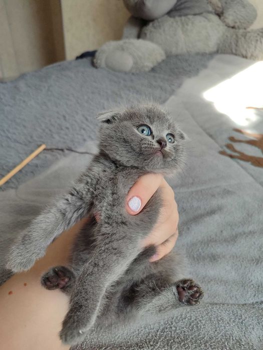 Продается котенок скоттиш фолд