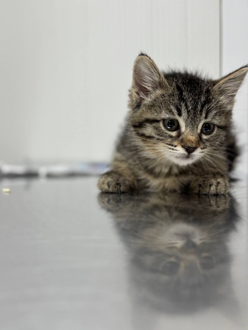 котята в хорошие руки