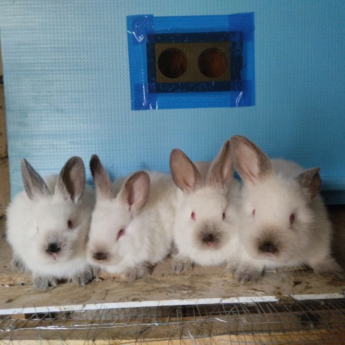 Kaliforniya Quyon zotli yuqori goʻsht uchun mojallangan quyon bolari