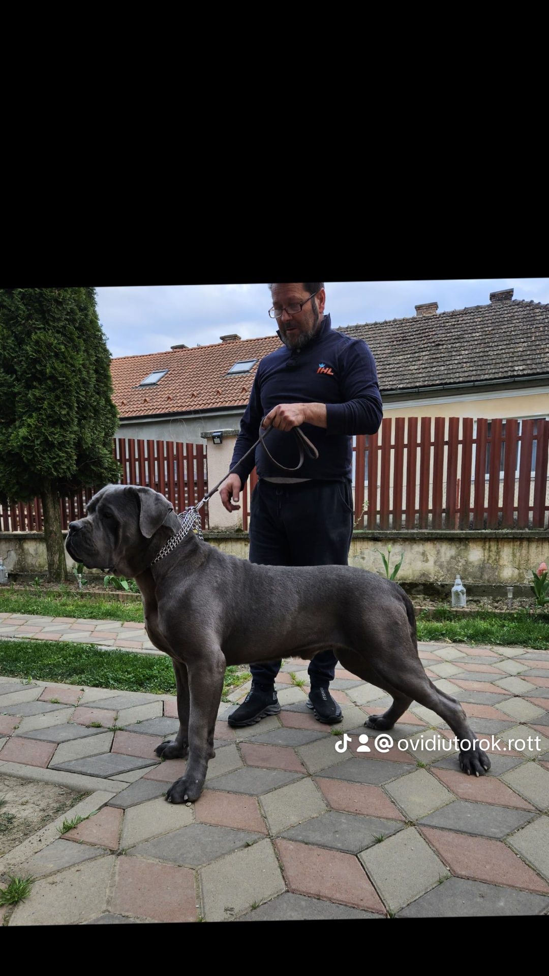 Mascul Cane Corso