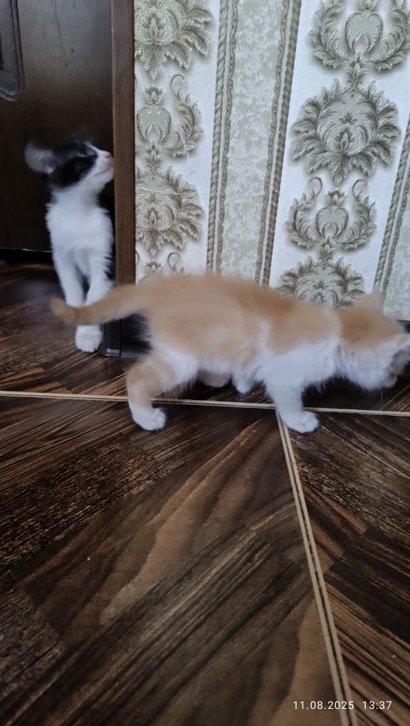 Котят в хорошие рук