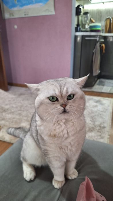 Британска късокосместа