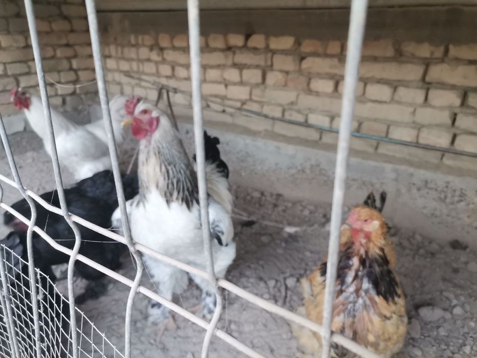Brama tovuqlar sotiladi