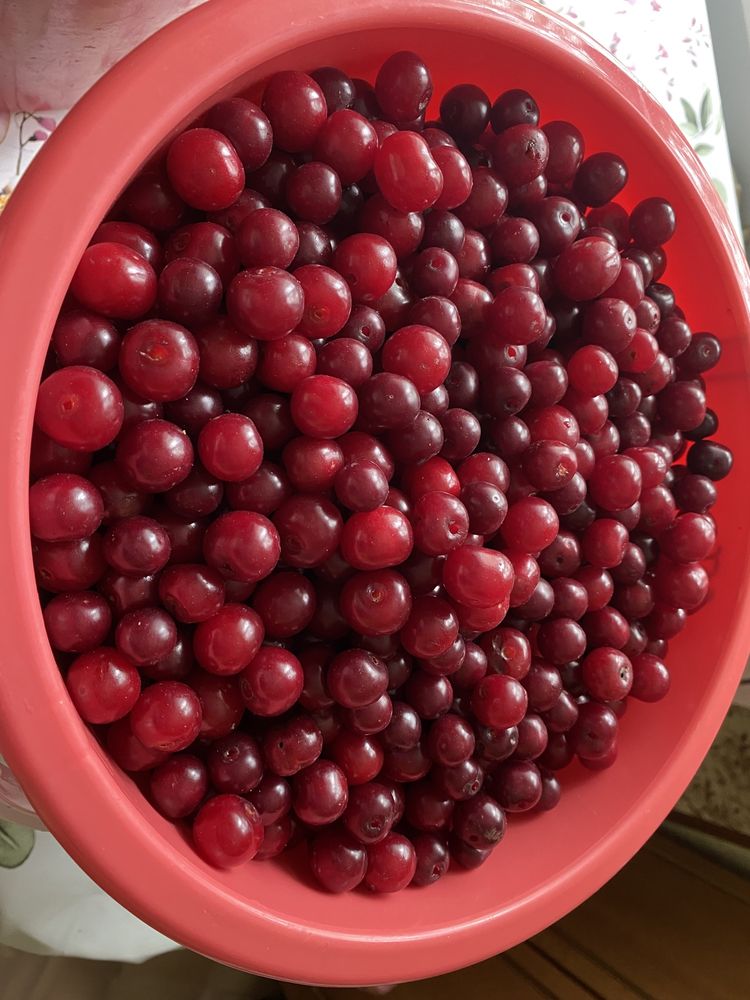 Продам вишню кисло-сладкую