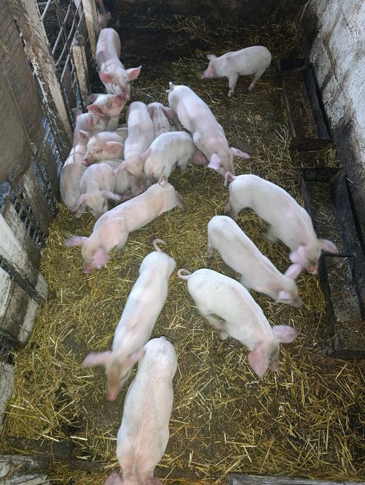 Поросята месячные