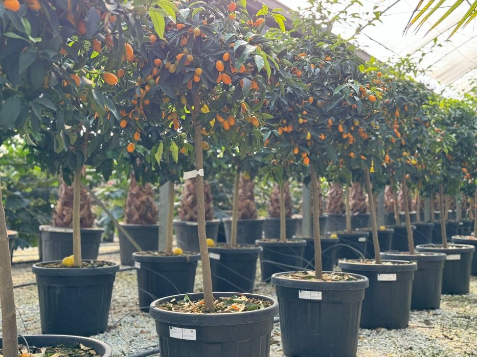Palmieri, bonsai, pin, bambus, mandarin kumquat, yucca, pon pon, cycas