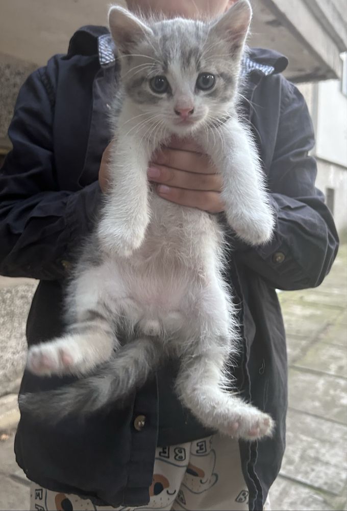 Подарява се мъжко коте на 2 месеца