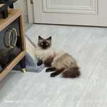 Сиамская кошка ищет кота