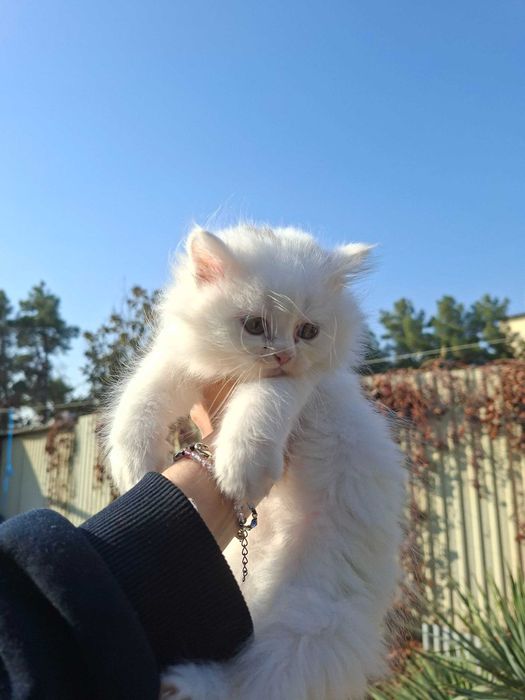 Котята есть мальчики и девочки