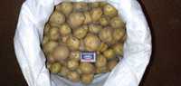 Картофель домашний семенной 200 тг./кг