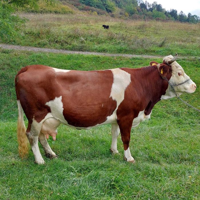 Vaca baltata romaneasca