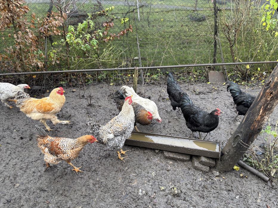 Vand cocosi de rasa si mixti