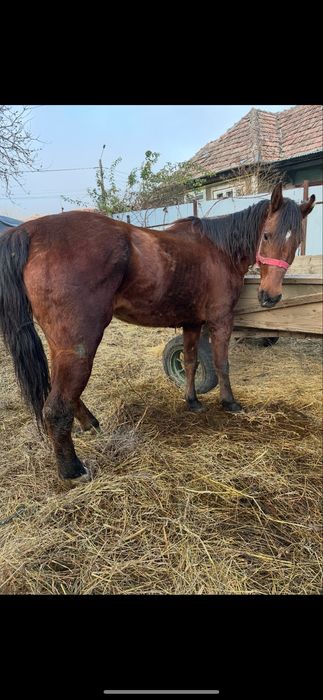 De vanzare 2 cai muncitii la padure un cal castrat si o iapa