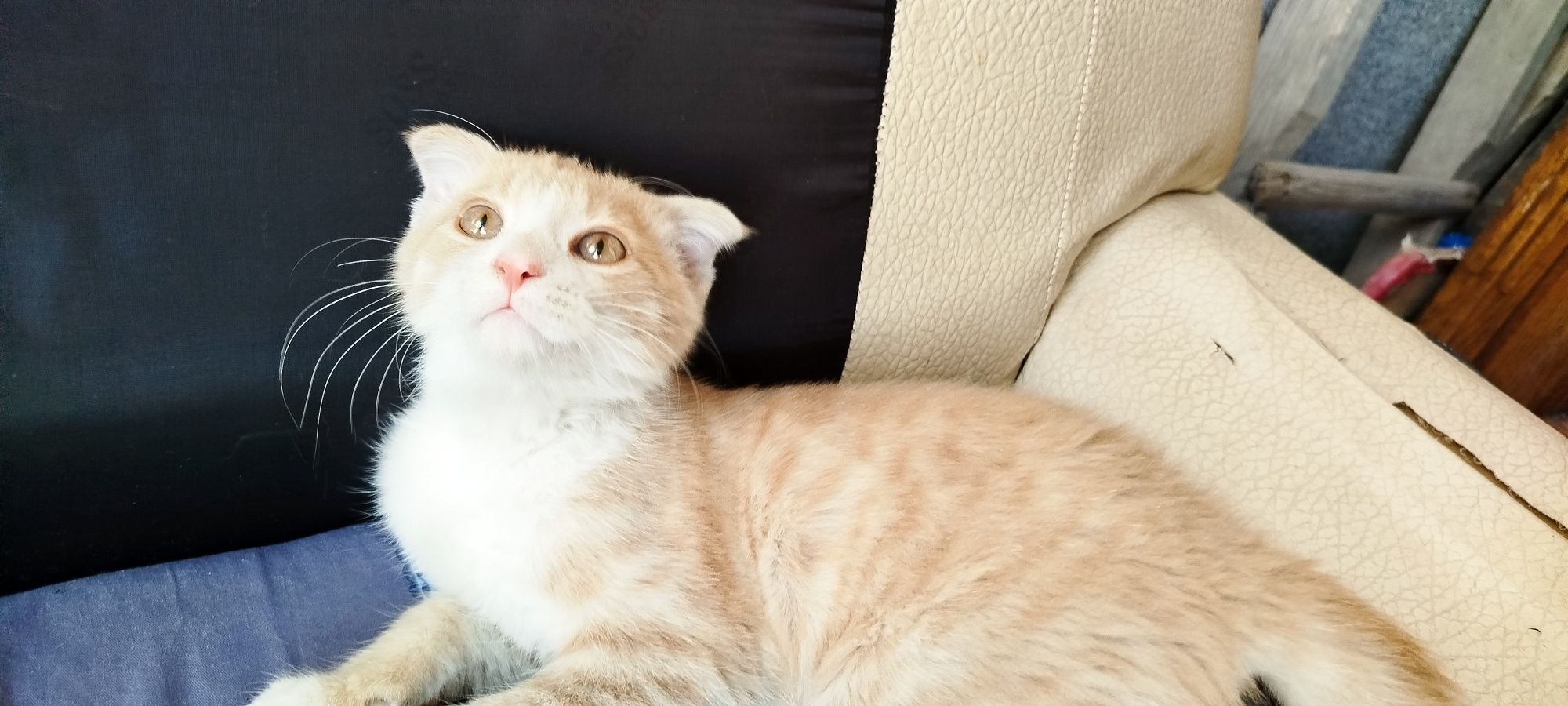 Mushuk scottish fold 4 oylik