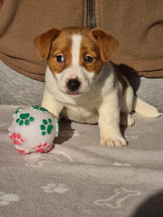 Джак Ръсел Териер