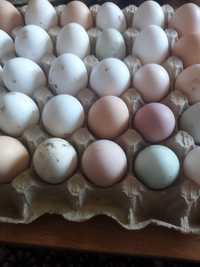 Инкубационные яйцо 200 тг