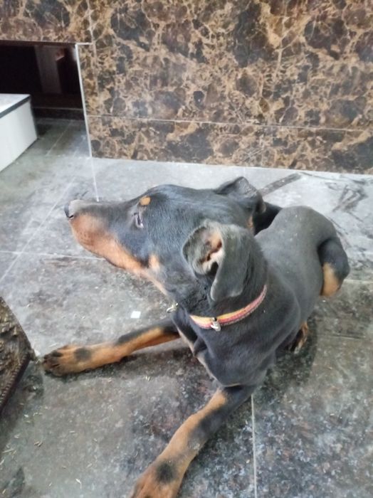 Barcha ikol dorilari qo'yilgan 100% narxi 200 $