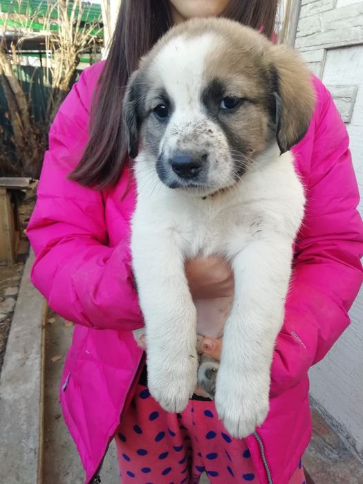 Отдам в хорошие руки