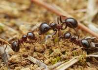 Messor Denticulatus муравьи