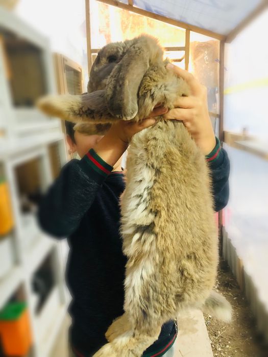 Fransuski vesavoy baran sotiladi