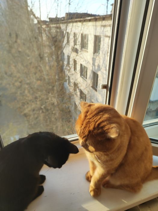 Отдам котят в хорошие руки