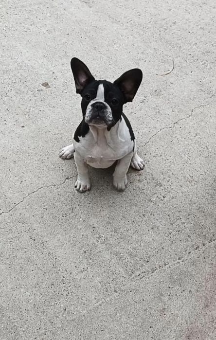 Vând femela bulldog