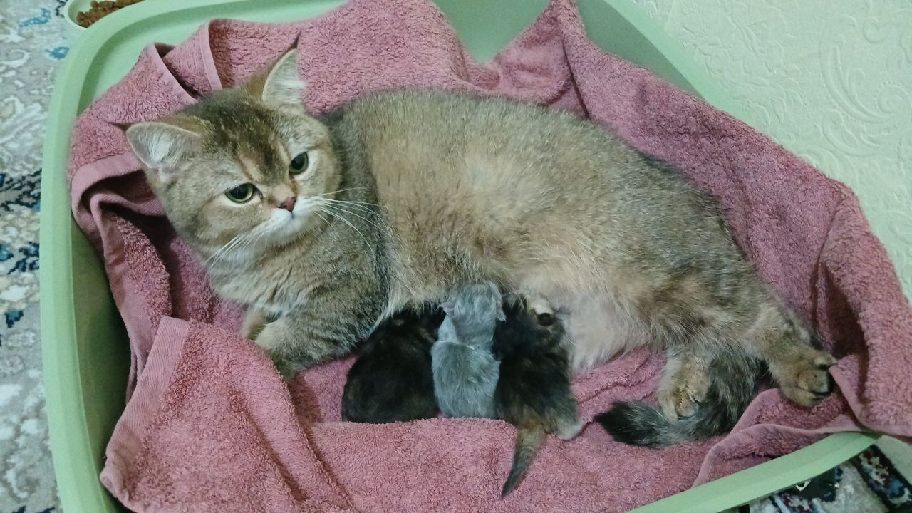 Продаю породистого котенка