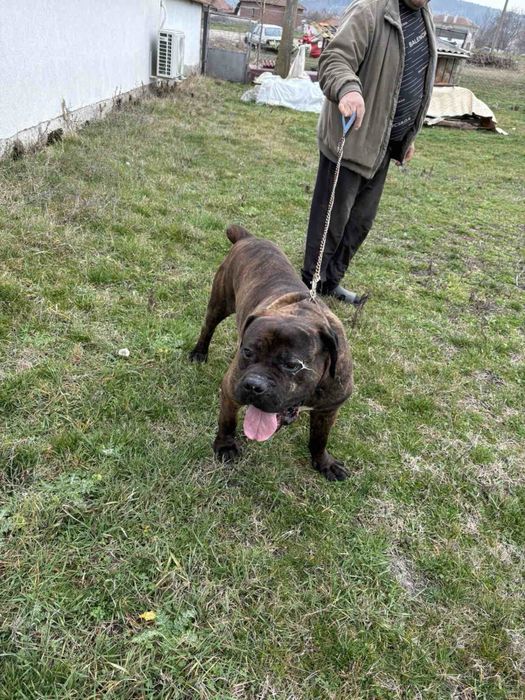 Мъжко тигрово кане корсо 450лв