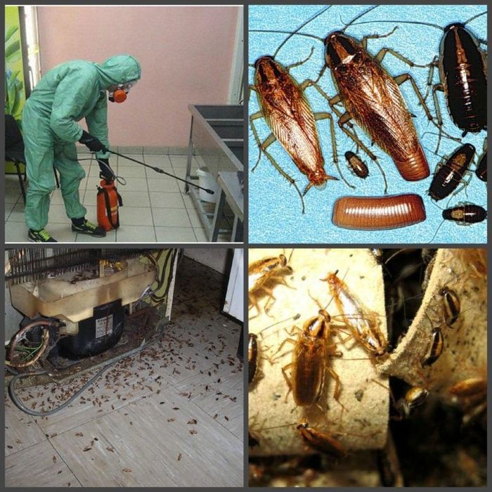 24/7 Дезинфекция против  Клопов Тараканов и прочих насекомых KASPI RED