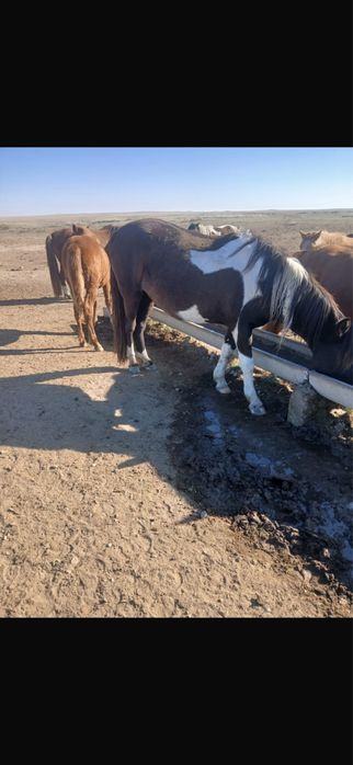 Бйе 1 құлүндаған қысыр