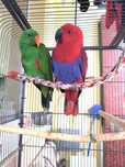 Pereche Eclectus