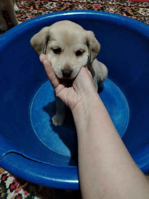 Отдадим в хорошие руки бесплатно