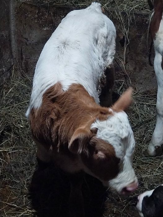 Vând 2 taurasi 2-3sapt