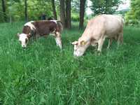 Vaca cu vitel de 6 luni