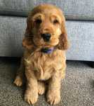 Cocker Spaniel de vanzare,adevarat partener de joaca/transport