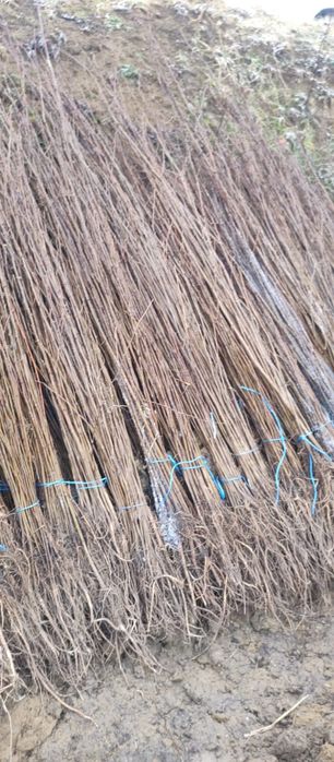 Puieți salcâm frasin tei fag carpen stejar mesteacăn plop brad molid